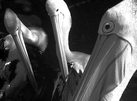 a group of pelican's face'sの写真素材