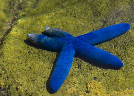 a blue starfishの写真素材