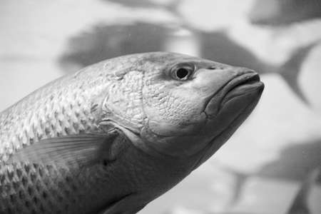 a fish head underwaterの写真素材