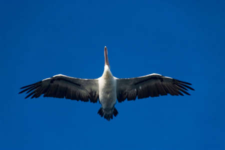 a pelican  flying in skyの写真素材