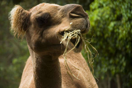 a  close up of  camel eating grassの写真素材