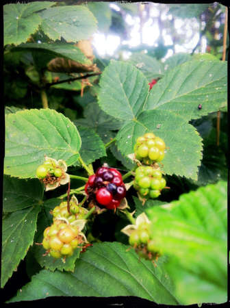 wild blackberries