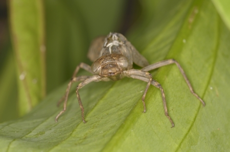  exuvia of dragonfly aeshna cyanea, on green leave, outdoor, closeup, flashlightの写真素材