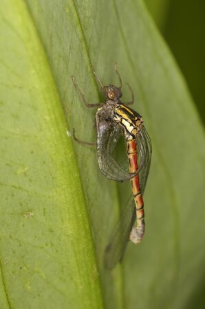 dragonfly sympetrum vulgatum, eclosion, closeup, flash, outdoorの写真素材