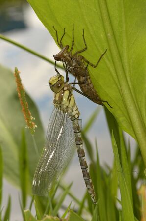 recently hatched dragonfly aeshna cyanea sitting on its exuvia on a green leave near water, closeup, flash, outddorの写真素材