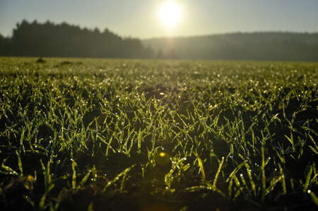 winter cereals back light outdoorの写真素材