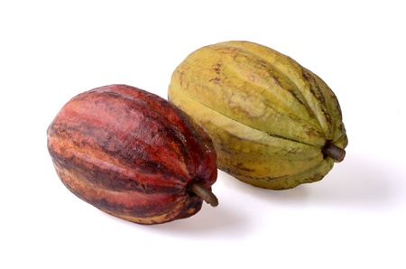 two cocoa fruits, isolated, studio shotの写真素材
