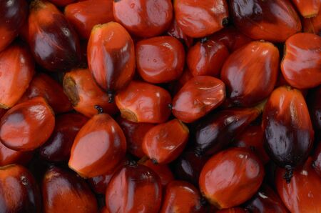 palm nuts, studio shotの写真素材