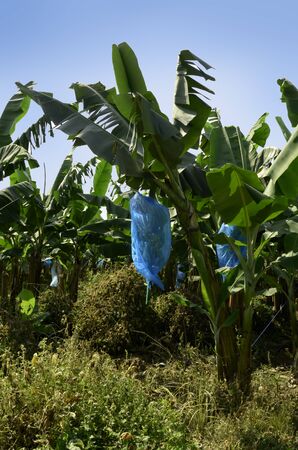 Banana Plantation Cameroon, outdoor shot, december 2012の写真素材