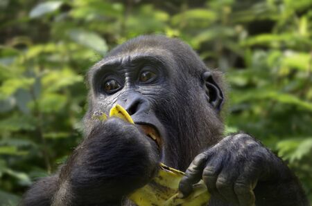 Female Gorilla eating Banana, Outdoor, Tele, Cameroonの写真素材