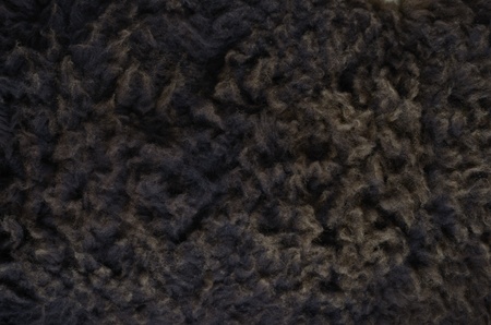 Black sheep fur, closeup, studio shot