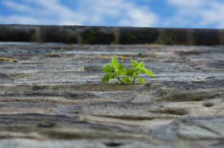 Seedling growing out of a wall, outdoorの写真素材