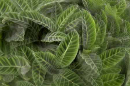 Green leaves , blurred, outdoorの写真素材