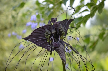 Mysterious black flower Cameroon, Outdoorの写真素材