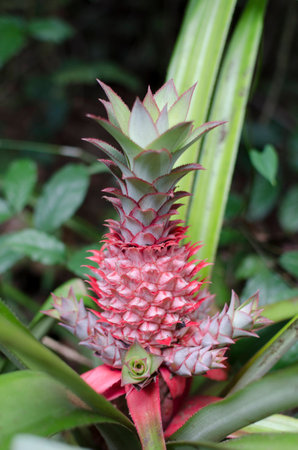 Pineapple fruit on plant in rainforest, outdoor shot Cameroonの写真素材