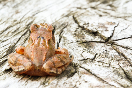 Frog,  Common frog on wood texture