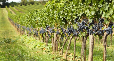 Vineyards autumn harvest  Ripe grapes in fall の写真素材