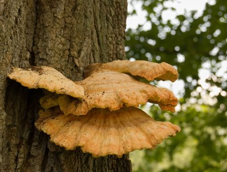 Beautiful bracket fungus growing on a healthy tree.  