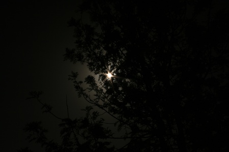 Sun behind the bushes