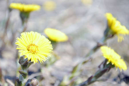 Flowerの写真素材