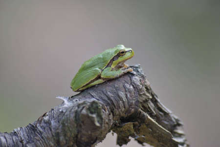 frogの写真素材