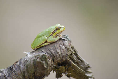 frogの写真素材