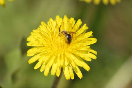 insect and flowerの写真素材