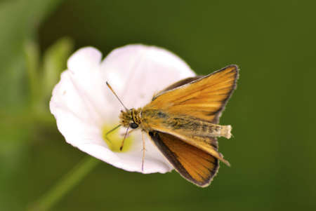 butterflyの写真素材