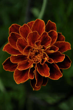 Flowerの写真素材