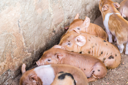 Baby pigs in the farm. Brazil country side.の写真素材