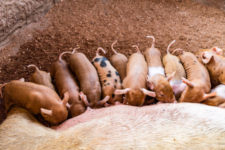 Fertile sow lying on hay and piglets suckling in barnの写真素材