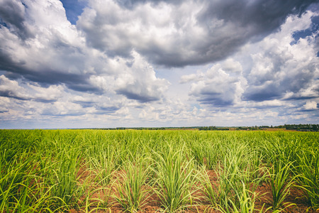 Sugar cane plantation and cloudy sky in Brazil coutrysideの写真素材