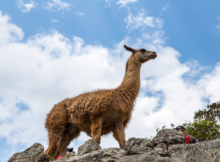 Llama at Machu Picchu, Cusco, Peru, South America. A UNESCO World Heritage Siteの写真素材