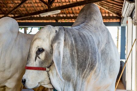 Brazilian Nelore elite cattle in a exposition parkの写真素材