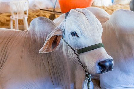 Brazilian Nelore elite cattle in a exposition parkの写真素材