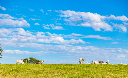 Brazilian nelore catle on pasture in Brazil's countrysideのeditorial素材