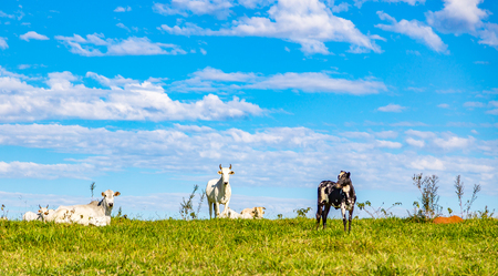 Brazilian nelore catle on pasture in Brazil's countrysideの写真素材
