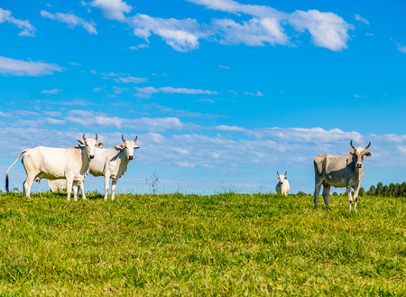 Brazilian nelore catle on pasture in Brazil's countrysideの写真素材