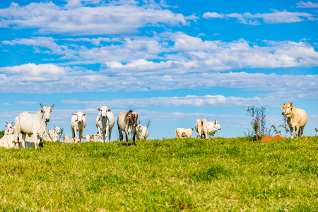 Brazilian nelore catle on pasture in Brazil's countrysideの写真素材