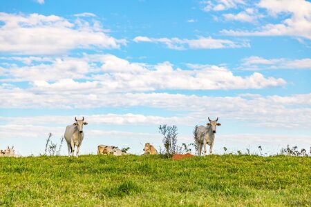 Brazilian nelore catle on pasture in Brazil's countrysideの写真素材