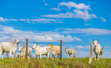 Brazilian nelore catle on pasture in Brazil's countrysideの写真素材