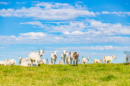 Brazilian nelore catle on pasture in Brazil's countrysideの写真素材