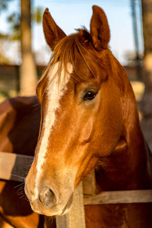 Brown American Quarter Horseの写真素材