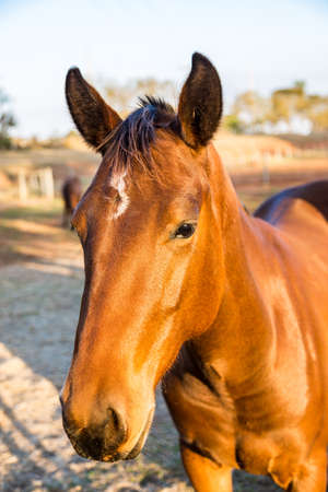 Brown American Quarter Horseの写真素材