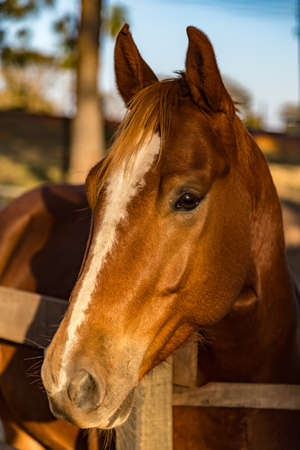 Brown American Quarter Horseの写真素材