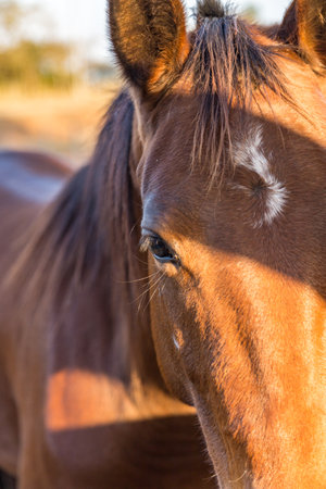 Brown American Quarter Horseの写真素材