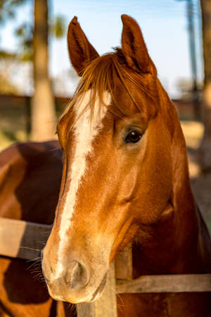 Brown American Quarter Horseの写真素材