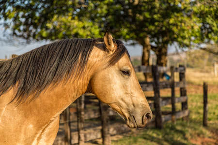 Quarter Horse buckskin Stallionの写真素材