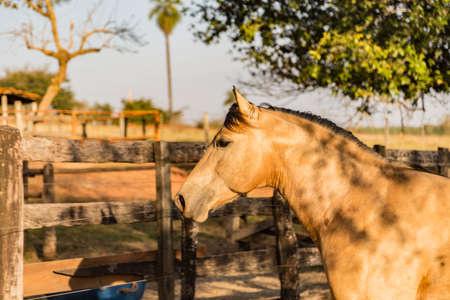 Quarter Horse buckskin Stallionの写真素材