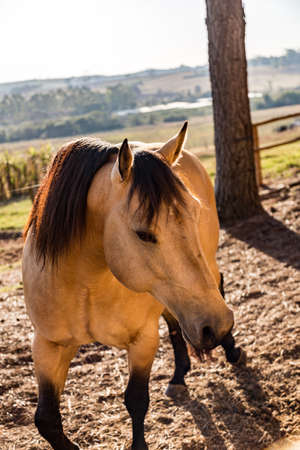 Quarter Horse buckskin Stallionの写真素材